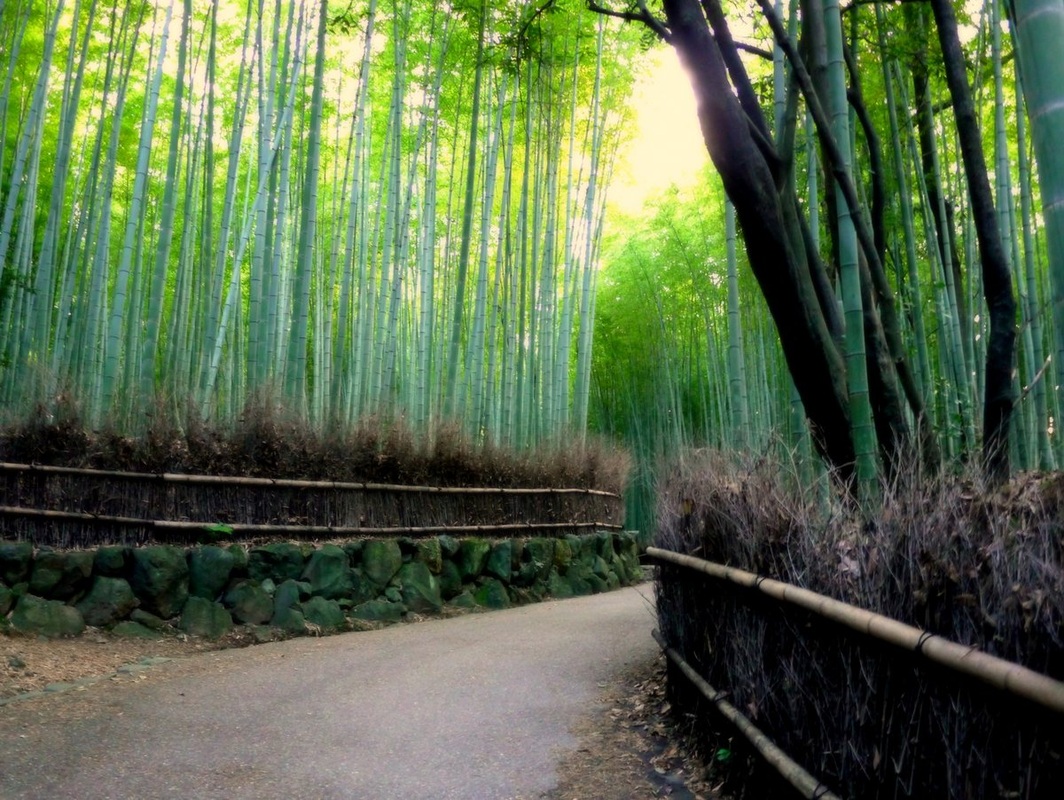 Picture of bamboo forest in Kyoto